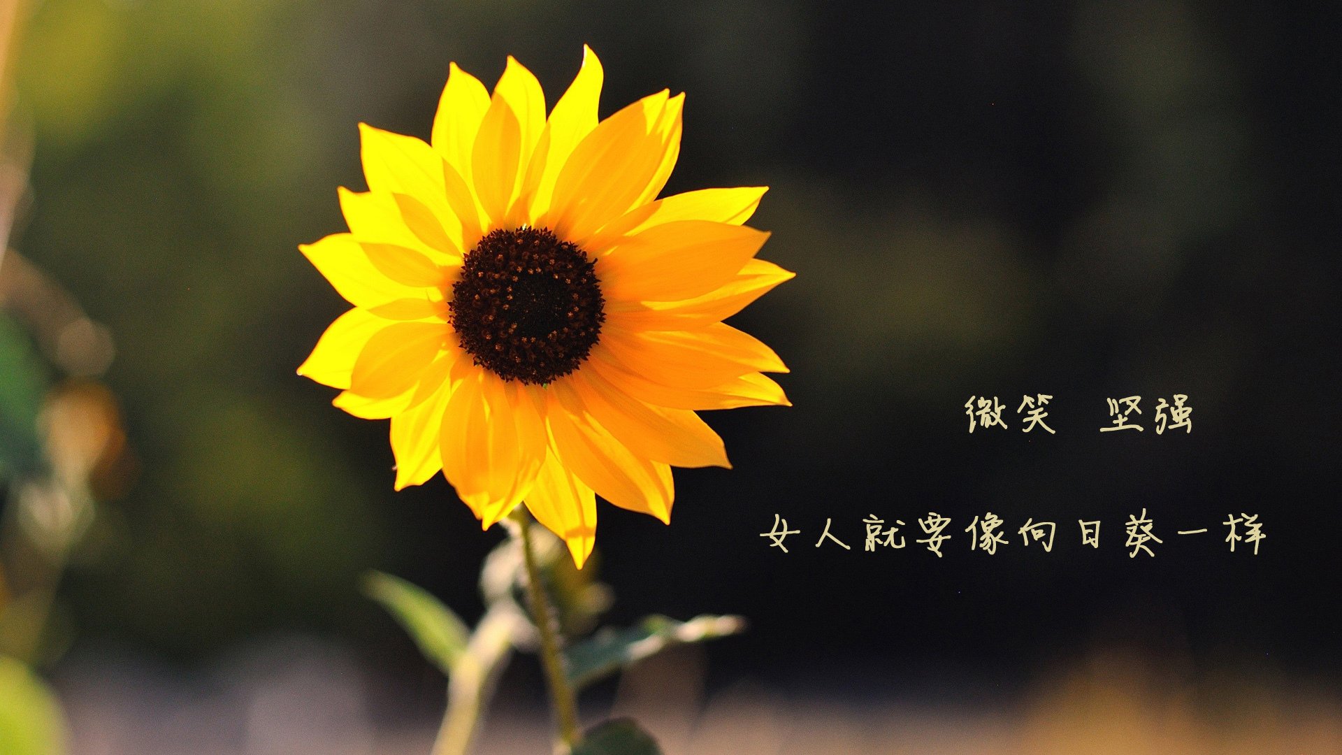 高地风暴席卷伊蒂哈德,弗拉霍维奇在曼彻斯特的战术革命中化身关键先生