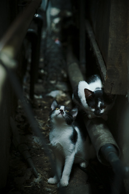 欧冠的窒息时刻与CBA的闪电战，体育竞技中决定性阶段的胜利密码