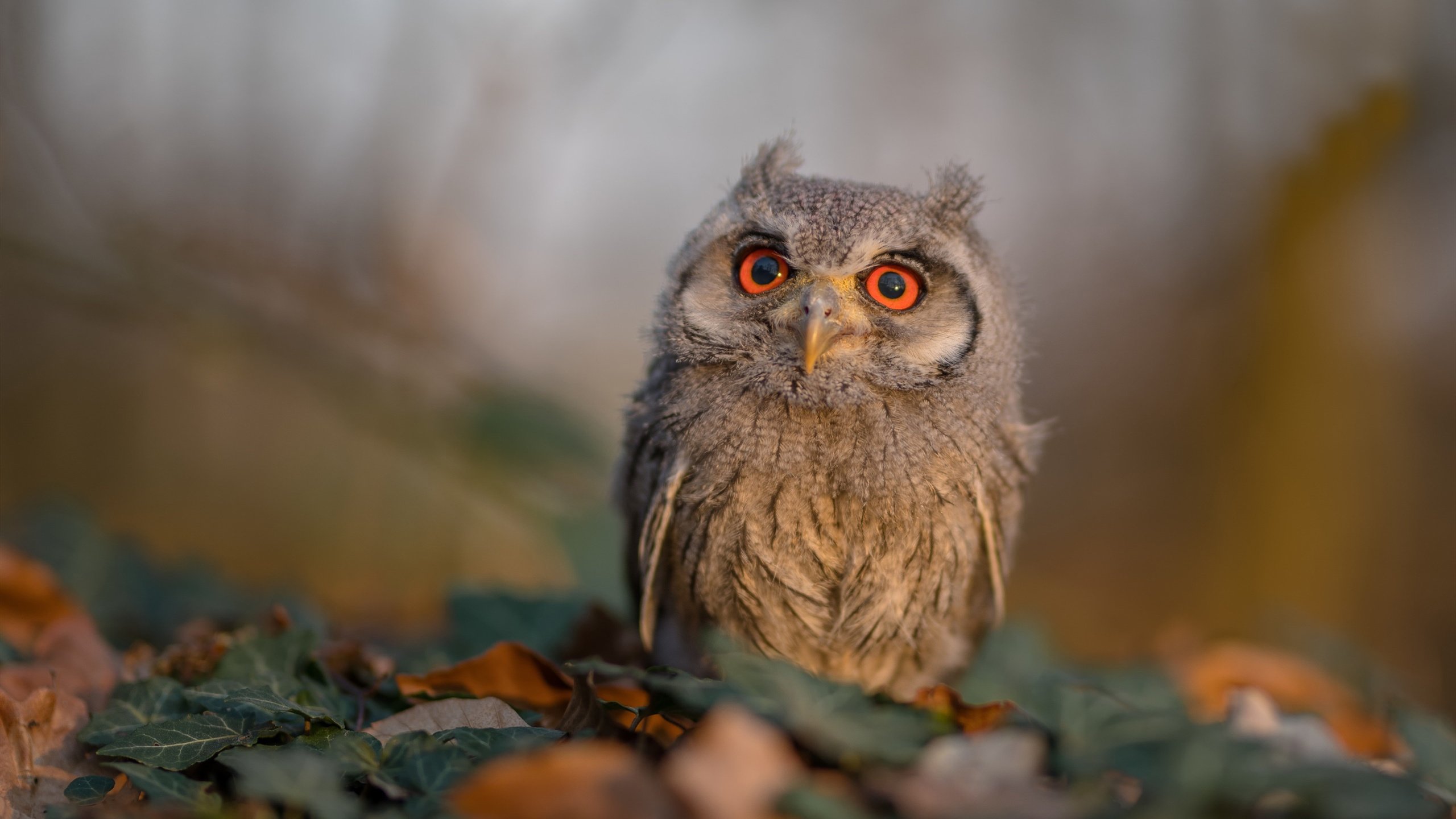 当巴林赛道响起终场哨，F1极速与绿茵荣光的共振之夜