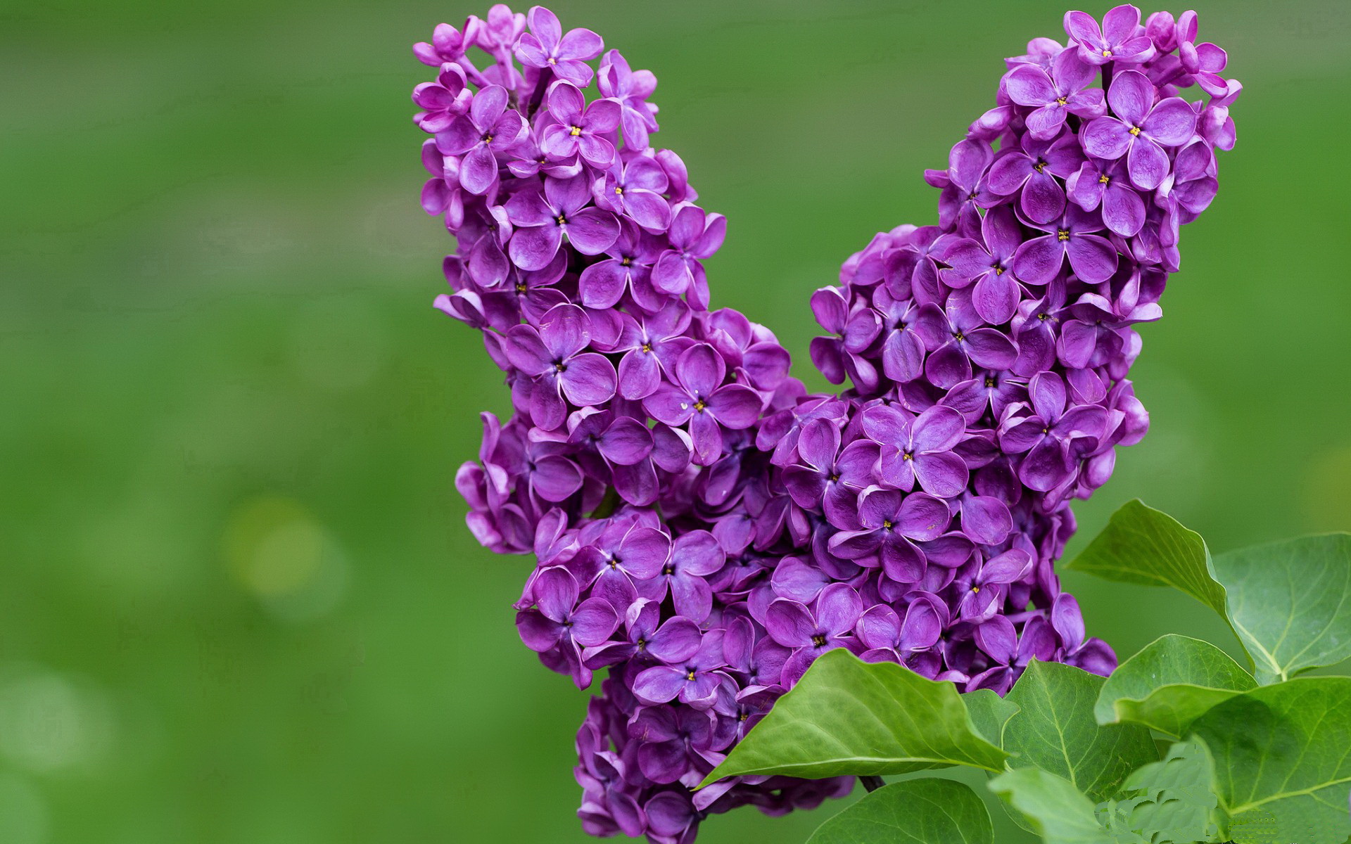 当巴林赛道响起终场哨，F1极速与绿茵荣光的共振之夜
