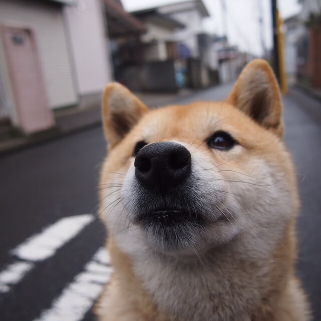 雷霆压境，撕裂灰熊之壁，米切尔关键一役化身雷霆之刃