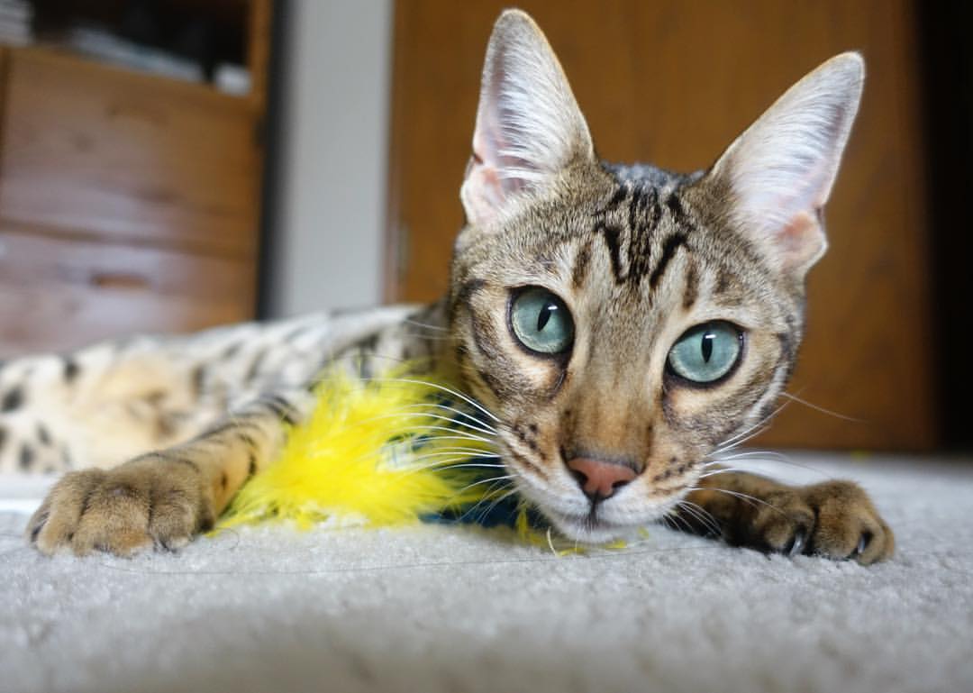 当约基奇在丹佛肆虐时，深圳湾发生了什么？