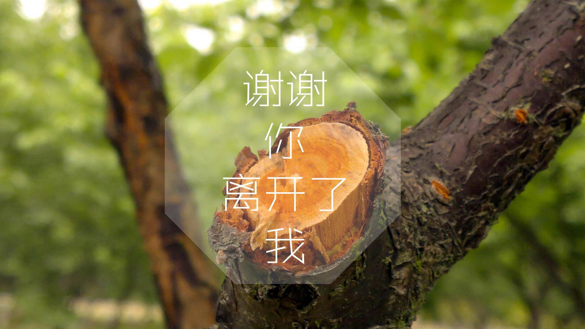 一个人的世界杯,2026生死战,阿方索·戴维斯与那支被逆转的韩国队